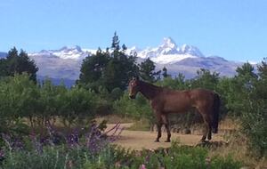 The Round House and Bunk Room at Olepangi Farm - full board - Mt. Kenya - Timau, Kenya