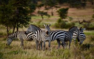 The Round House and Bunk Room at Olepangi Farm - full board - Mt. Kenya - Timau, Kenya
