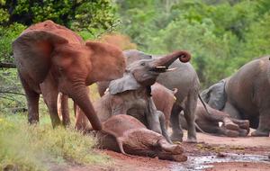 The Round House and Bunk Room at Olepangi Farm - full board - Mt. Kenya - Timau, Kenya
