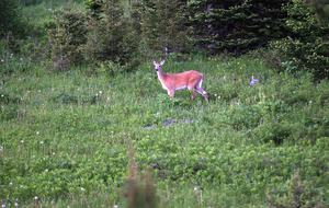 Bridger Vista Lodge - Escape to rural Montana - Bozeman, Montana