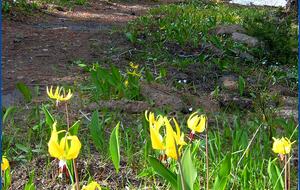Bridger Vista Lodge - Escape to rural Montana - Bozeman, Montana
