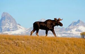 Teton Overlook - Tetonia, Idaho