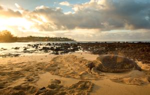 Marriott's Waiohai Beach Club - Two Bedroom Villa - Koloa, Kauai, Hawaii