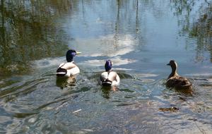 English Country house close London and Oxford - Henley on Thames, United Kingdom