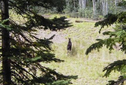 A moose near our home!