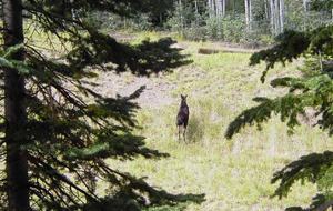A moose near our home!