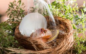 Raiwasa Private Retreat - Taveuni Island, Fiji