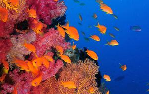 Raiwasa Private Retreat - Taveuni Island, Fiji