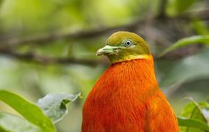 Raiwasa Private Retreat - Taveuni Island, Fiji
