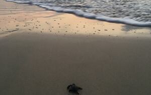 Pacific Paradise - Ixtapa de Azueta, Mexico