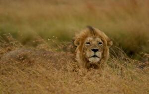 Cottar's Mara Bush Villa (R) - Masai Mara, Africa, Kenya