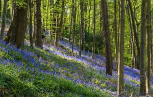 River Run Cottage - Barnard Castle, County Durham, United Kingdom