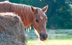 160-Acre Magnificent Estate Outside Atlanta - Greenville, Georgia