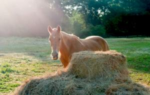 160-Acre Magnificent Estate Outside Atlanta - Greenville, Georgia