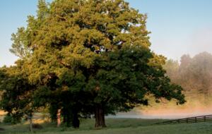 160-Acre Magnificent Estate Outside Atlanta - Greenville, Georgia