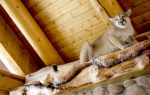 Timber Moose: America's Biggest Log Cabin - Heber City, Utah