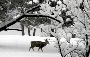 Pagosa Springs Private Retreat - Pagosa Springs, Colorado