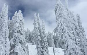 Snow Flower of Steamboat at the Base - Steamboat Springs, Colorado