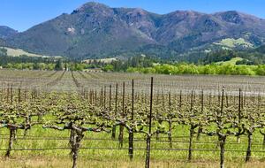 Villa Calistoga in Napa Valley Wine Country - Calistoga, California