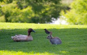 Hololio House - Historic Homestead at Clevedon Polo Club - Auckland, New Zealand