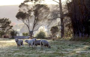 Hololio House - Historic Homestead at Clevedon Polo Club - Auckland, New Zealand