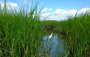 Debordieu Beach Creek Retreat - Georgetown, South Carolina