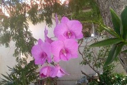 Serendipity Indigo - Great Camanoe, Virgin Islands, British