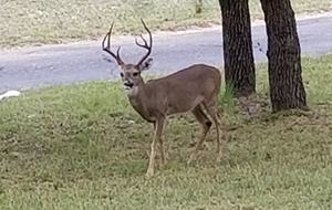 The Stonehouse at Canyon Lake - Canyon Lake, Texas