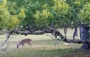 The Stonehouse at Canyon Lake - Canyon Lake, Texas