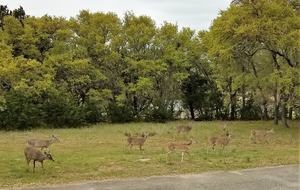 The Stonehouse at Canyon Lake - Canyon Lake, Texas