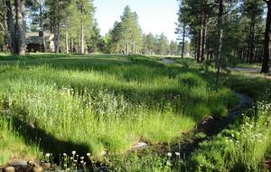 SKI OR GOLF IN THE MAGICAL FOREST - Flagstaff, Arizona