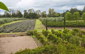 San Miguel Vineyard Estate - San Miguel de Allende, Mexico