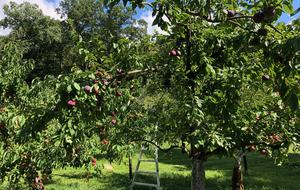 Luxury Farm Estate and Conservancy - Hyde Park, New York