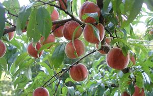 Luxury Farm Estate and Conservancy - Hyde Park, New York