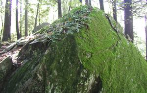 Luxury Farm Estate and Conservancy - Hyde Park, New York