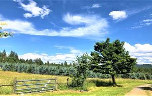 Gilmore Meadows - Coeur d'Alene, Idaho