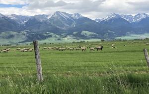 Spring green off Trail Creek Road, heading to Livingston