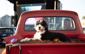 Magnolia & Fred, our 1965-Ford F-100, at the drive-in movies