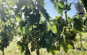 Palazzo Grande (R) - Corciano (Umbria), Italy