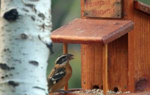 Bird feeder off of the deck