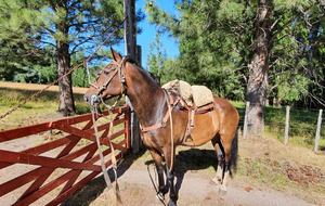 Ranch House on 880-acre Ranch in Argentine Lake District - Villa Lago Rivadavia, Argentina