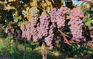 Historical Vale Verde Farmhouse - Itupeva, Brazil