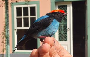 Historical Vale Verde Farmhouse - Itupeva, Brazil