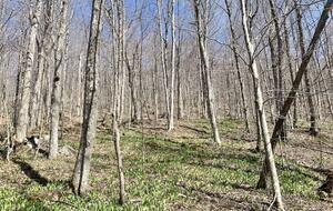 Home exchange in Jay Peak VT, forest views
