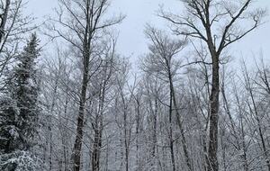 Home exchange in Jay Peak VT, snow covered forest views