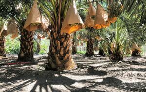 DateFarm 54 - Private and Gated, Central to Polo and Horse Park - Thermal, California