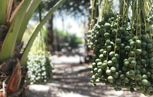 DateFarm 54 - Private and Gated, Central to Polo and Horse Park - Thermal, California