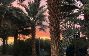 DateFarm 54 - Private and Gated, Central to Polo and Horse Park - Thermal, California