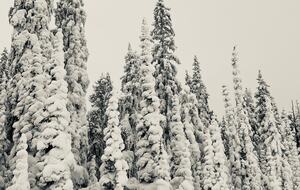 “Snow Ghosts” at Kimberley Alpine Resort