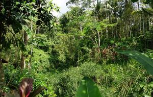 Villa Pangkung Indah - Ubud, Indonesia